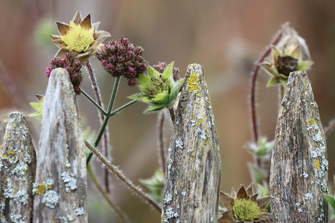 Naturlige materialer og blomster